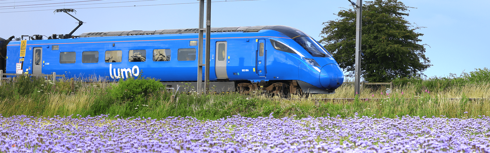 Lumo train going through a field of flowers