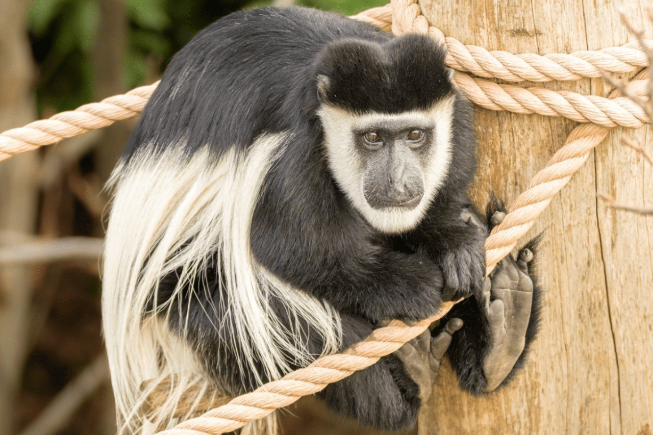 London Zoo