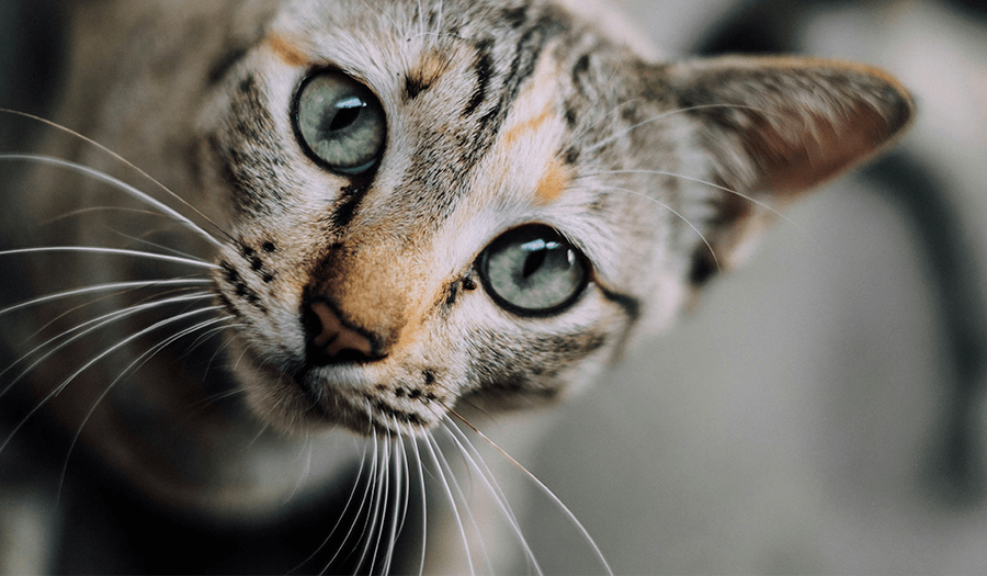 close-up of a grey cat