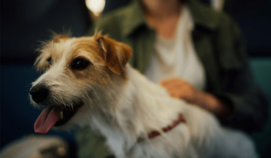 dog standing in front of owner