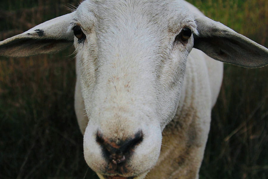 Sheep in a farm
