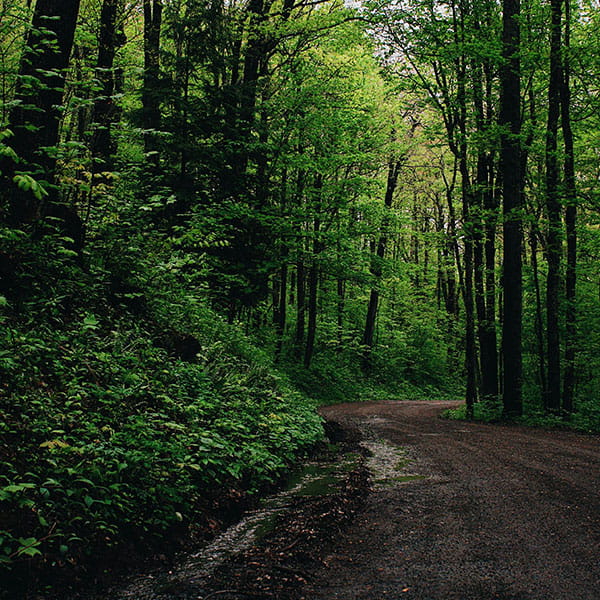 Trail in the woods