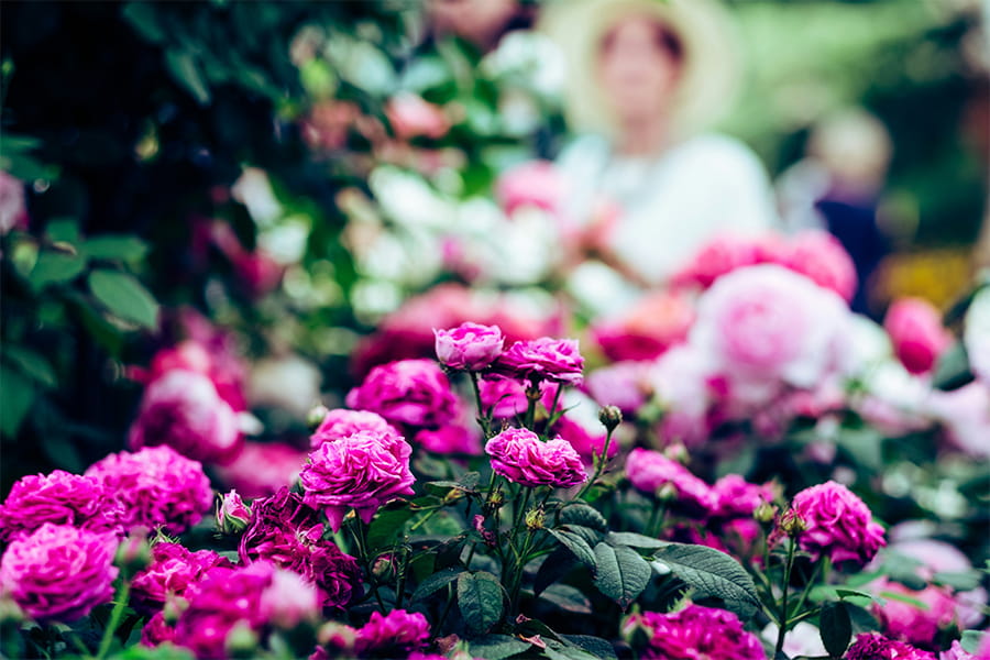 Pink flowers
