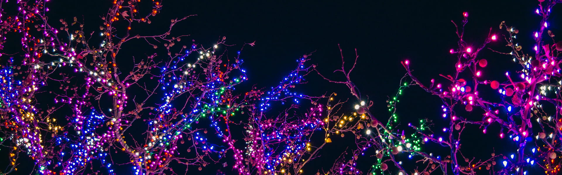 Trees decorated with Christmas lights