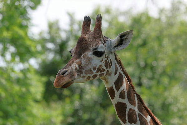 Giraffe in a zoo