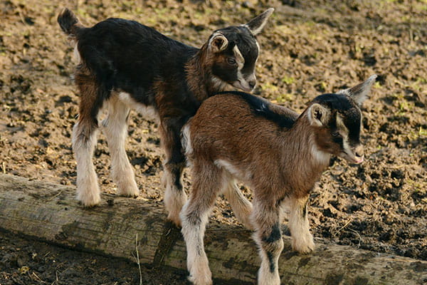 Two goats