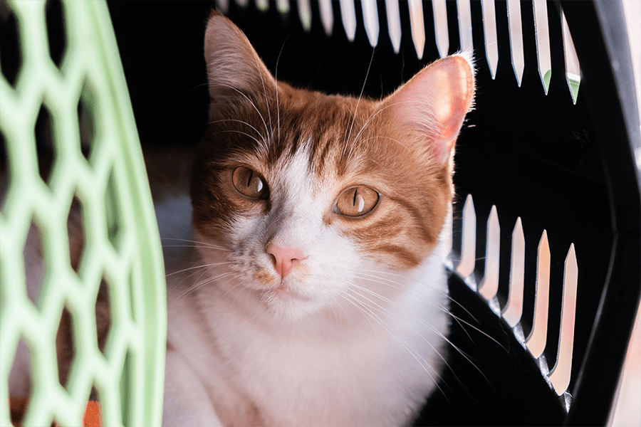 cat inside a pet carrier