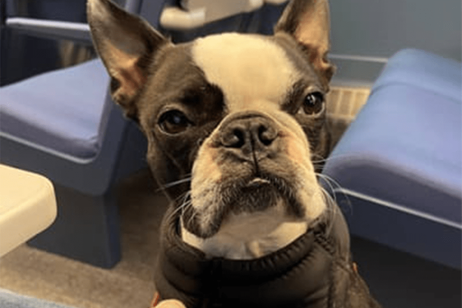 dog on a Lumo train